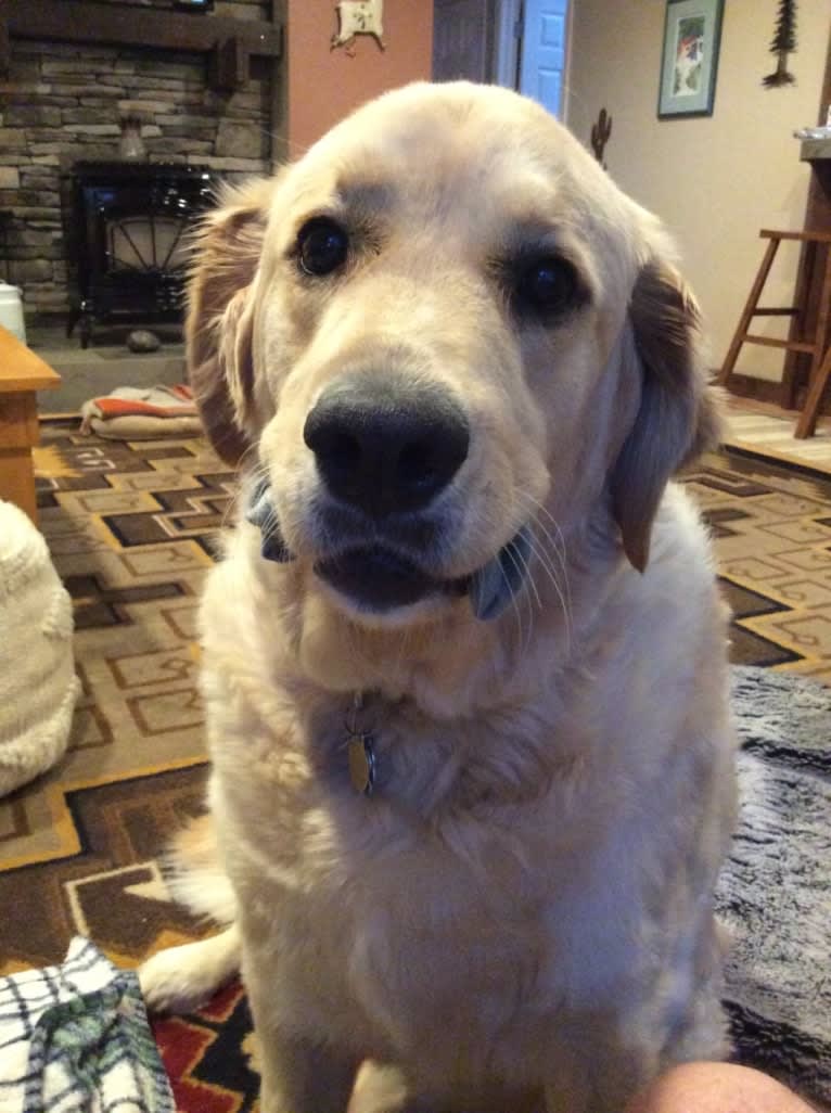 Tillie, a Newfoundland and Golden Retriever mix tested with EmbarkVet.com