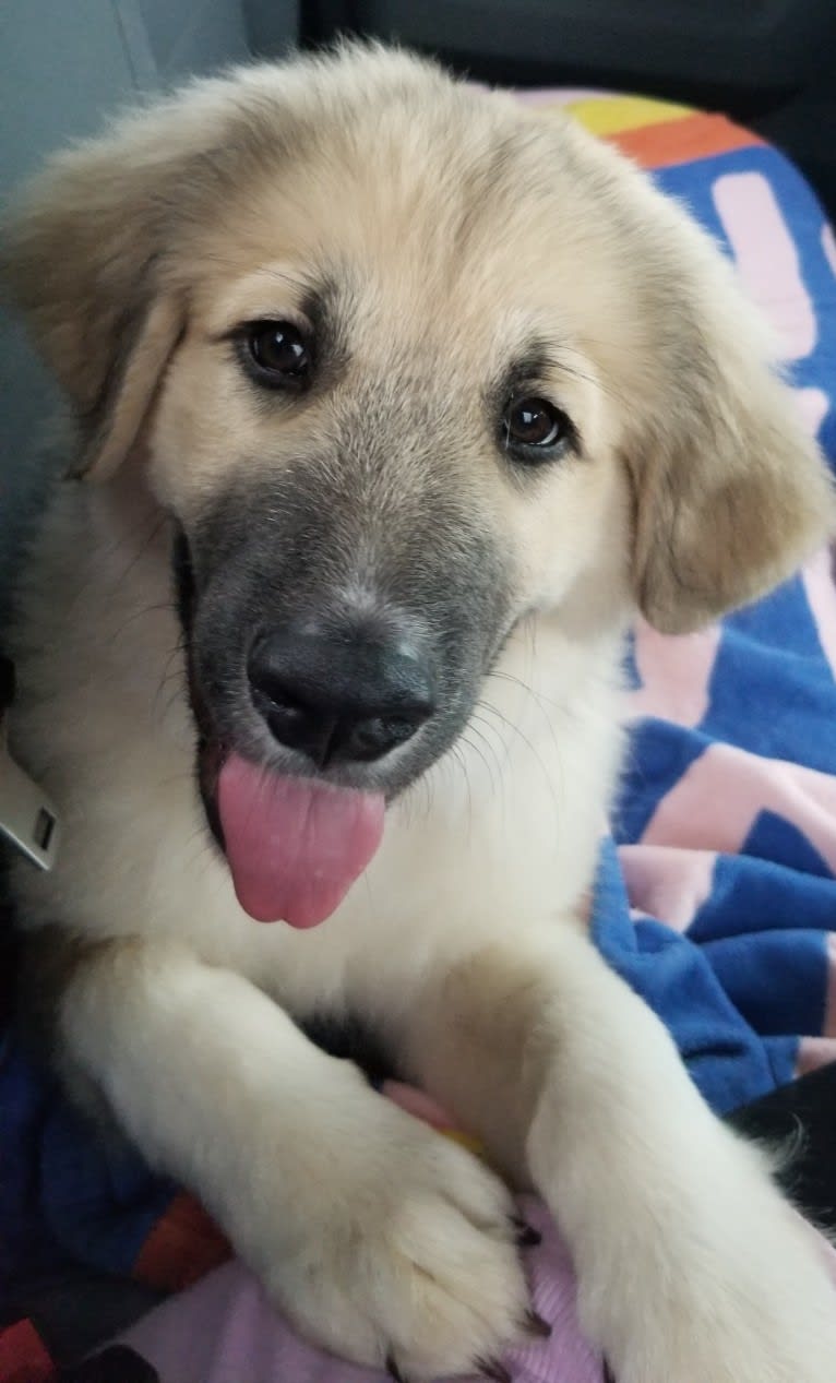 Rebel, a Great Pyrenees and Anatolian Shepherd Dog mix tested with EmbarkVet.com