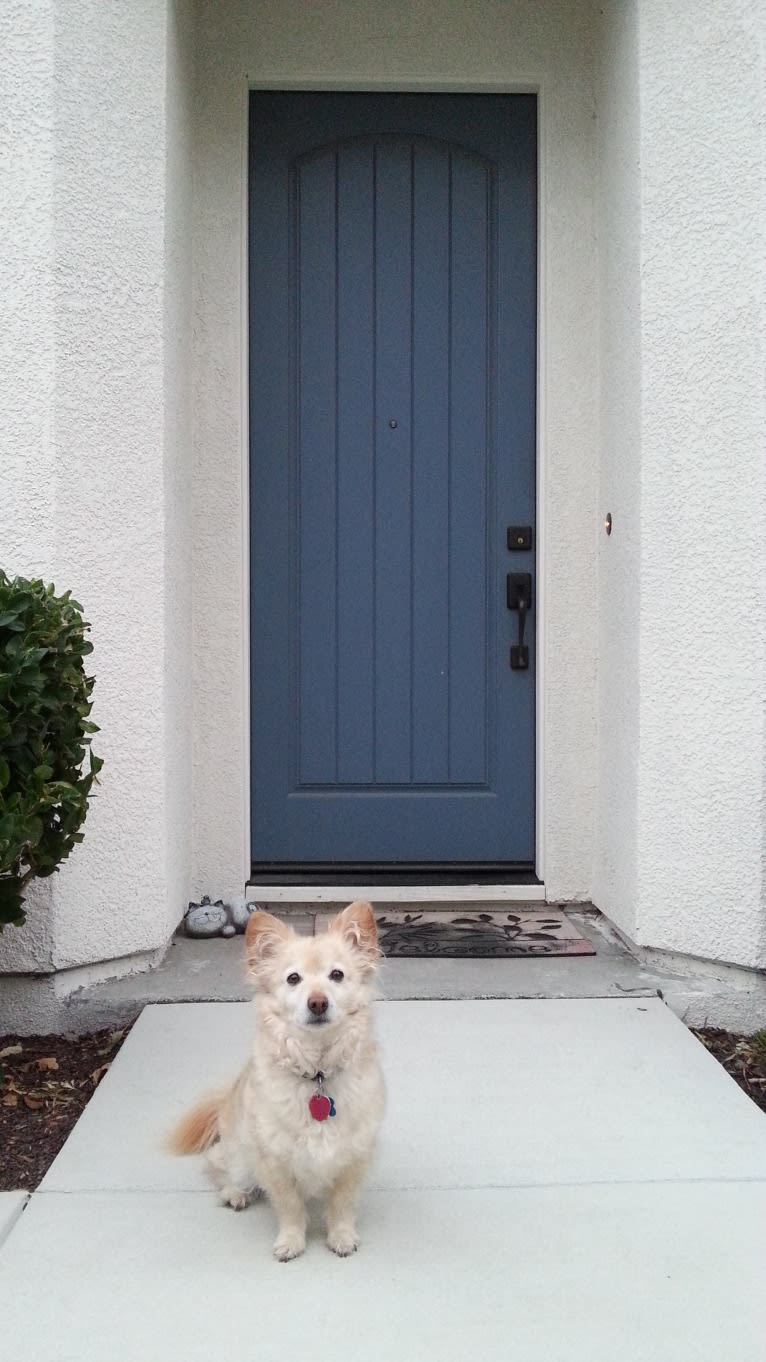 Hiroshi Katsu Matlock, a Poodle (Small) and Chihuahua mix tested with EmbarkVet.com