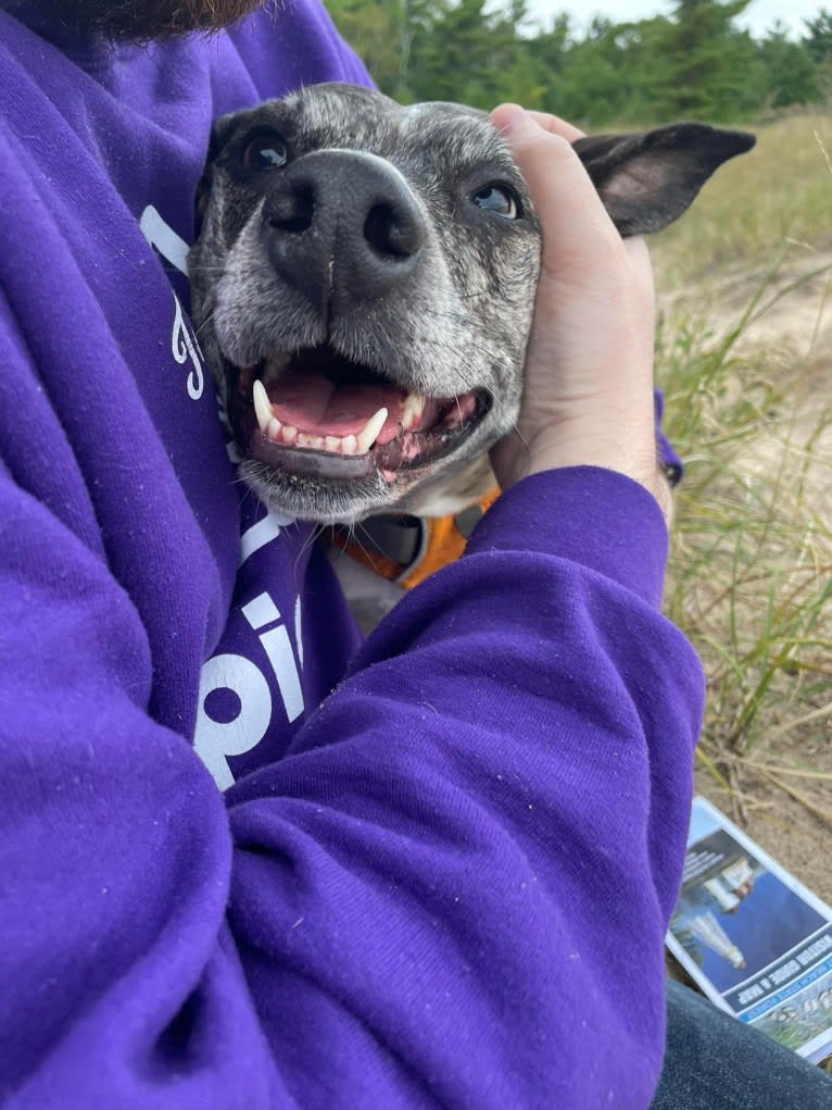 Quinn, an American Pit Bull Terrier and Australian Cattle Dog mix tested with EmbarkVet.com