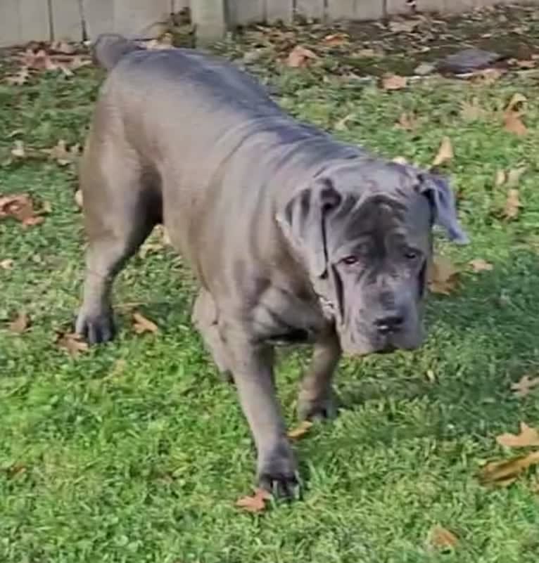 Jelani Jehzara, a Boerboel tested with EmbarkVet.com