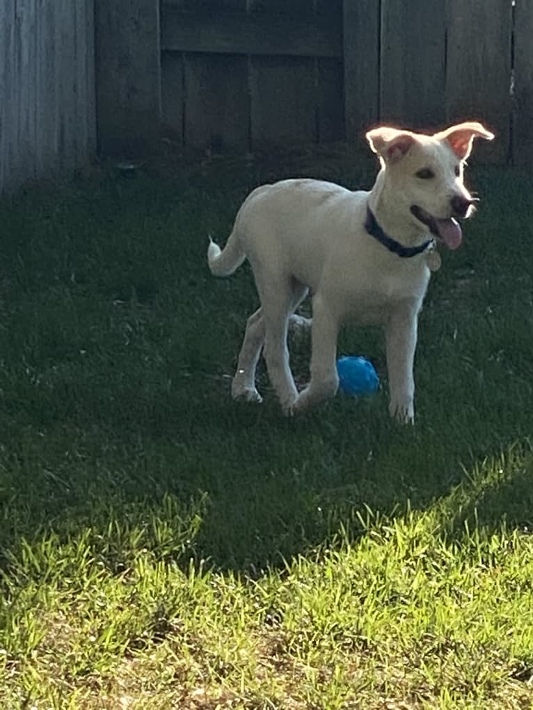 Comet, a Chow Chow and German Shepherd Dog mix tested with EmbarkVet.com