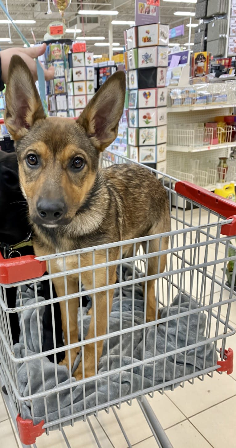 Alemã, a German Shepherd Dog and Australian Cattle Dog mix tested with EmbarkVet.com