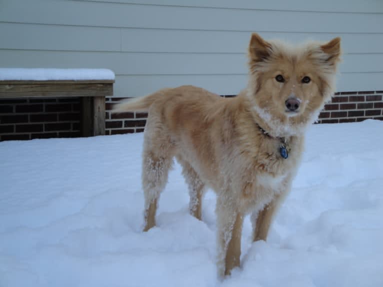 Moxie, a Chow Chow and Pomeranian mix tested with EmbarkVet.com