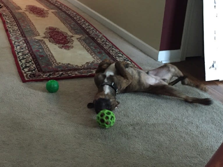 Roscoe, an American Pit Bull Terrier and Rottweiler mix tested with EmbarkVet.com