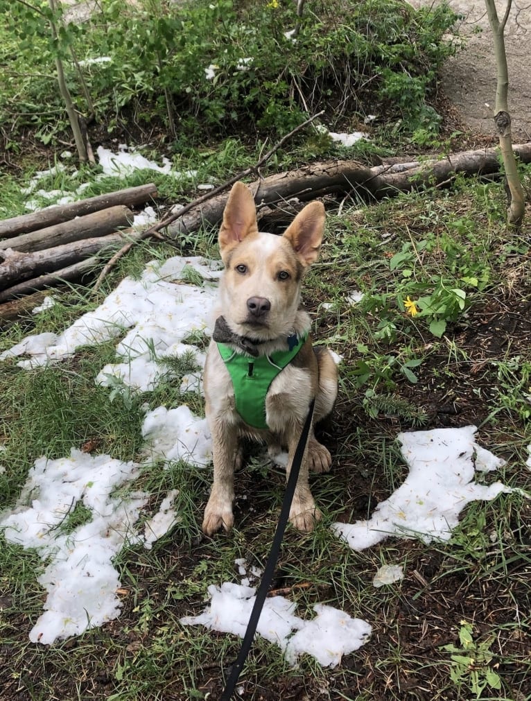 Remus, an Australian Cattle Dog and Chow Chow mix tested with EmbarkVet.com