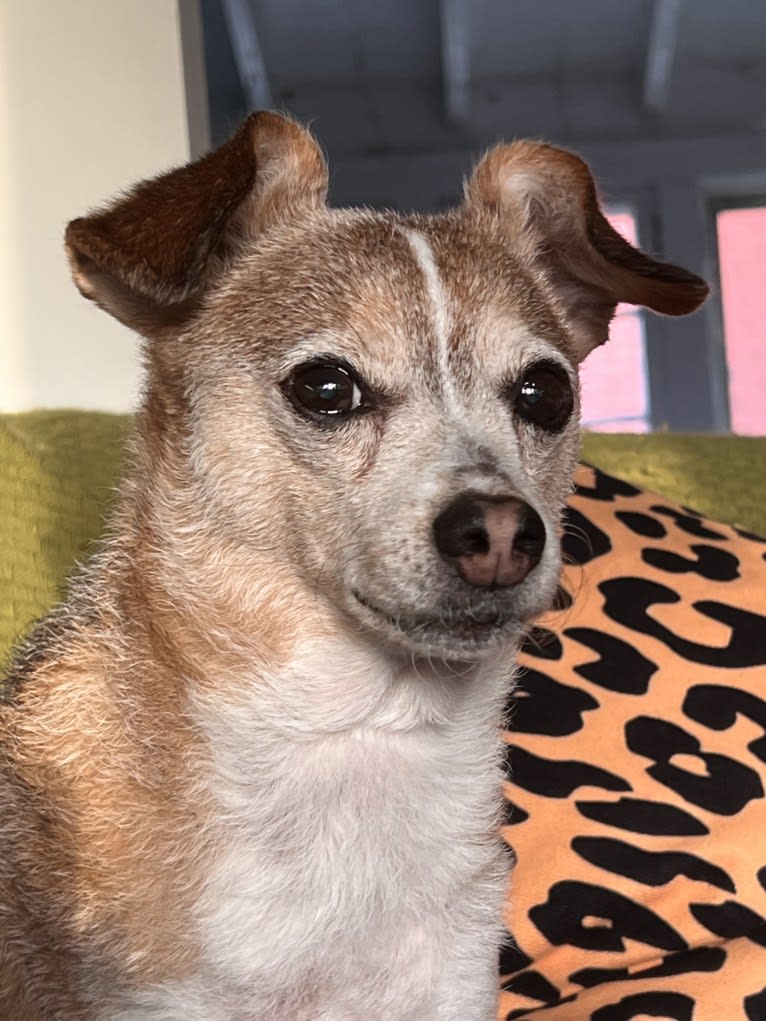 Wally, a Pomeranian and Chihuahua mix tested with EmbarkVet.com