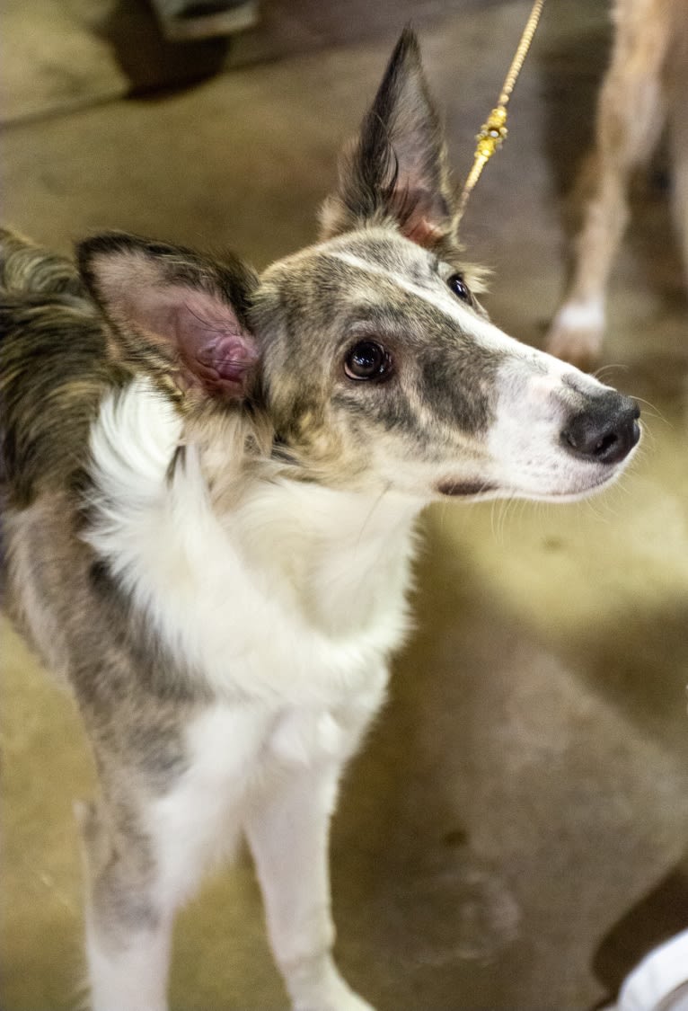 Twig, a Silken Windhound tested with EmbarkVet.com