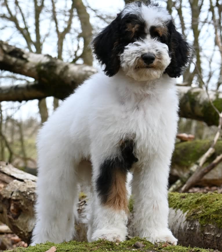 Utah, a Poodle (Standard) tested with EmbarkVet.com