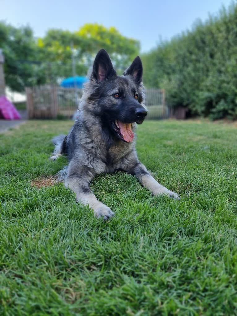 Liesl, a German Shepherd Dog tested with EmbarkVet.com