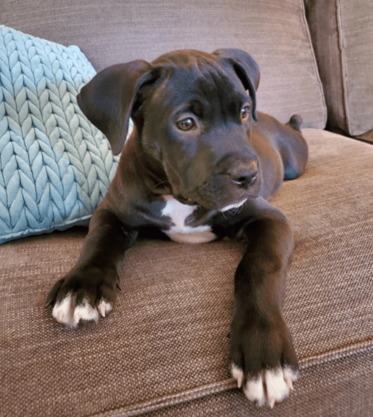 Doc Holliday, an American Pit Bull Terrier and American Staffordshire Terrier mix tested with EmbarkVet.com