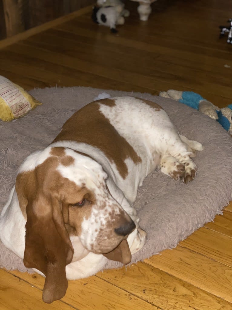 Rudy, a Basset Hound tested with EmbarkVet.com