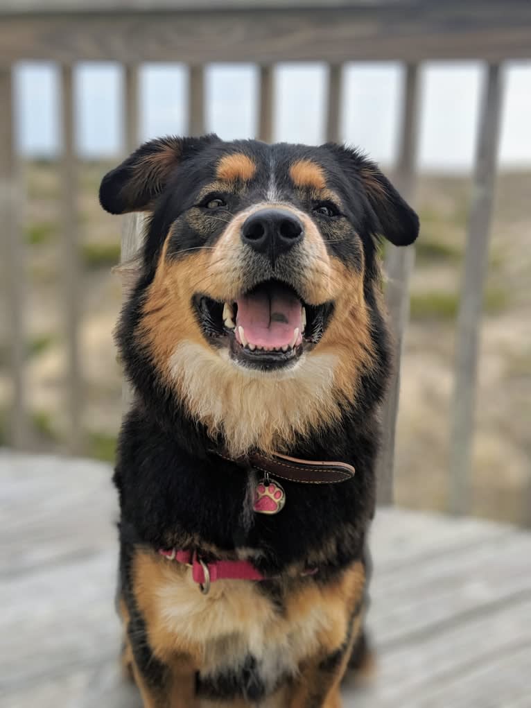 Felicia, a Chow Chow and Doberman Pinscher mix tested with EmbarkVet.com