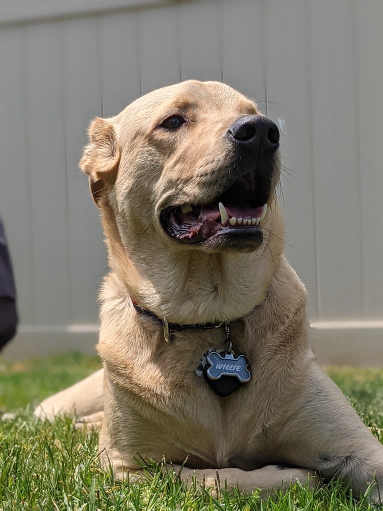 Willie Kirsch, a Labrador Retriever and American Pit Bull Terrier mix tested with EmbarkVet.com