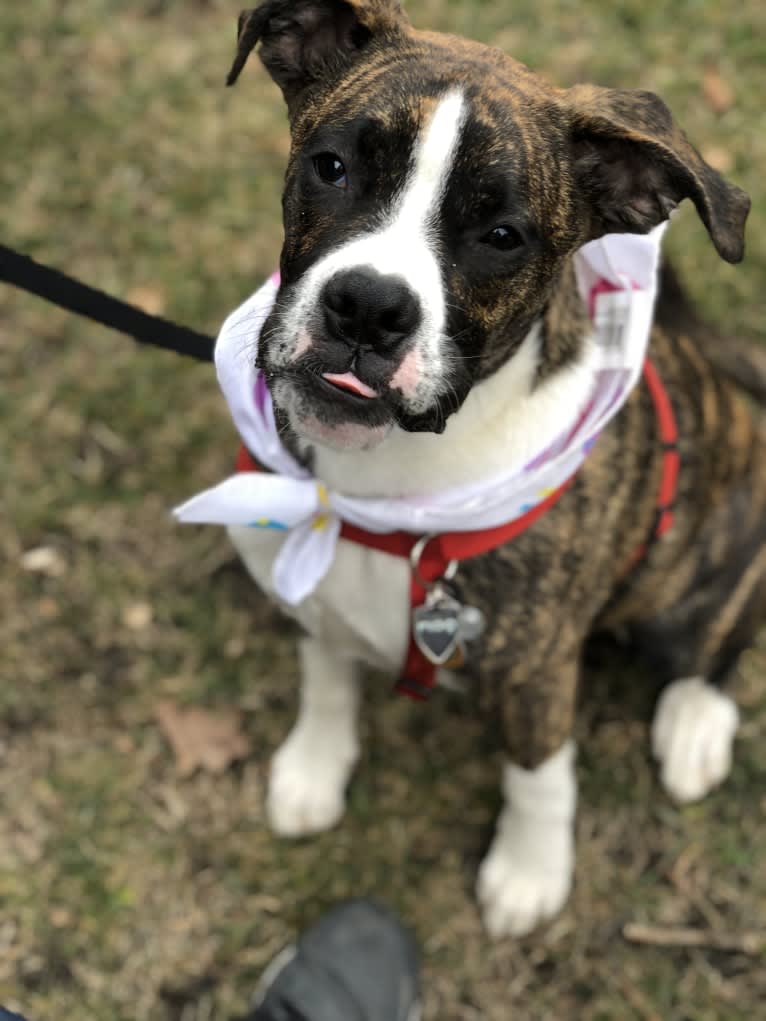 Buddy, a Boxer and Norwegian Elkhound mix tested with EmbarkVet.com