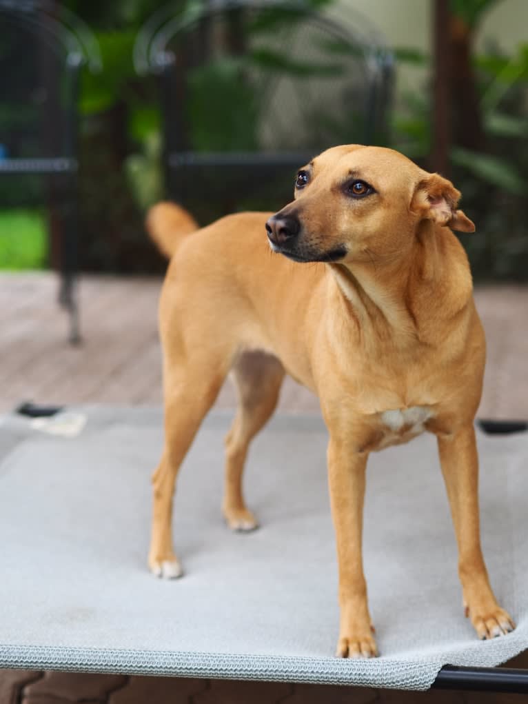 Noel, a Central and East African Village Dog tested with EmbarkVet.com