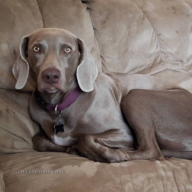 Shelby, a Weimaraner tested with EmbarkVet.com