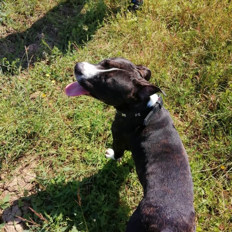 Loki, a Staffordshire Bull Terrier and American Pit Bull Terrier mix tested with EmbarkVet.com