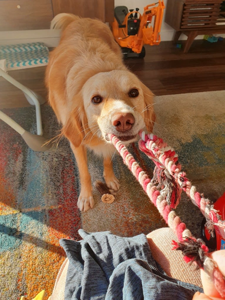 Olive, an Eastern European Village Dog tested with EmbarkVet.com