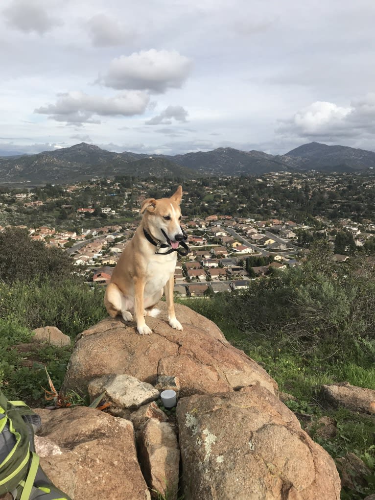 Marco, an Arabian Village Dog tested with EmbarkVet.com