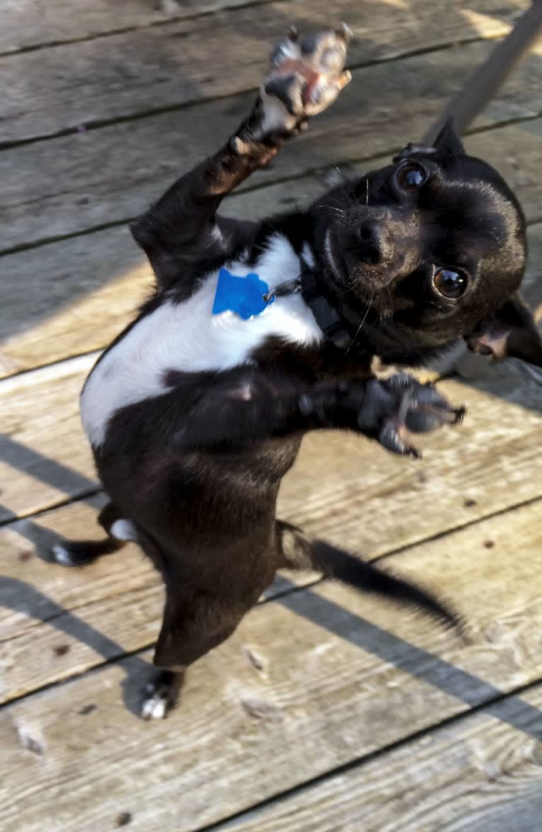 Tango, a Chihuahua tested with EmbarkVet.com