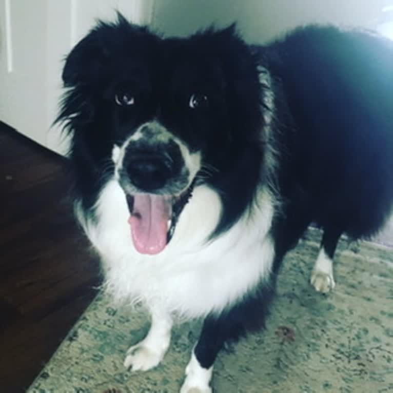 Penelope (Penny), a Border Collie and Collie mix tested with EmbarkVet.com