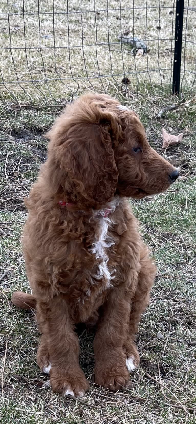 Figgy, a Goldendoodle tested with EmbarkVet.com