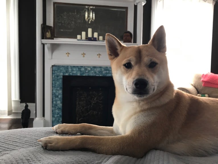 Cymba, a Shiba Inu tested with EmbarkVet.com