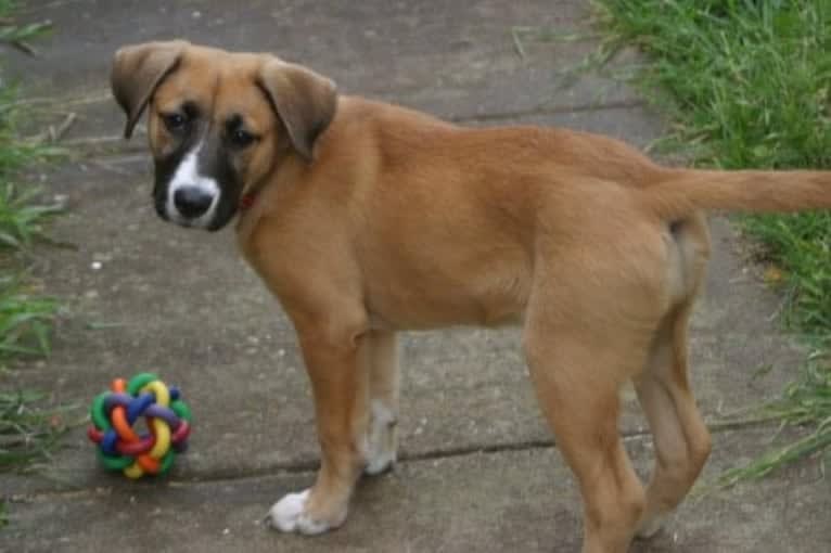 Harley, an American Pit Bull Terrier and Chow Chow mix tested with EmbarkVet.com