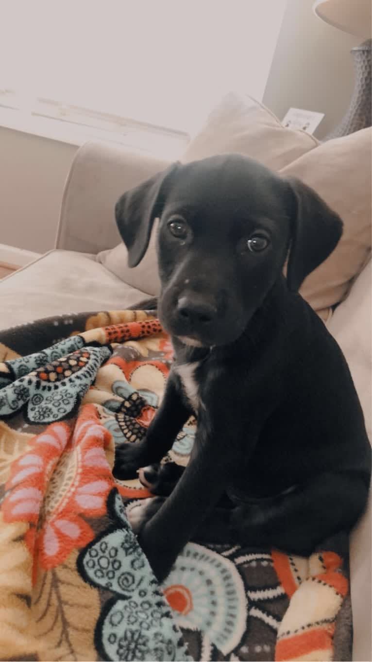 Bella Kate, a Labrador Retriever and American Pit Bull Terrier mix tested with EmbarkVet.com