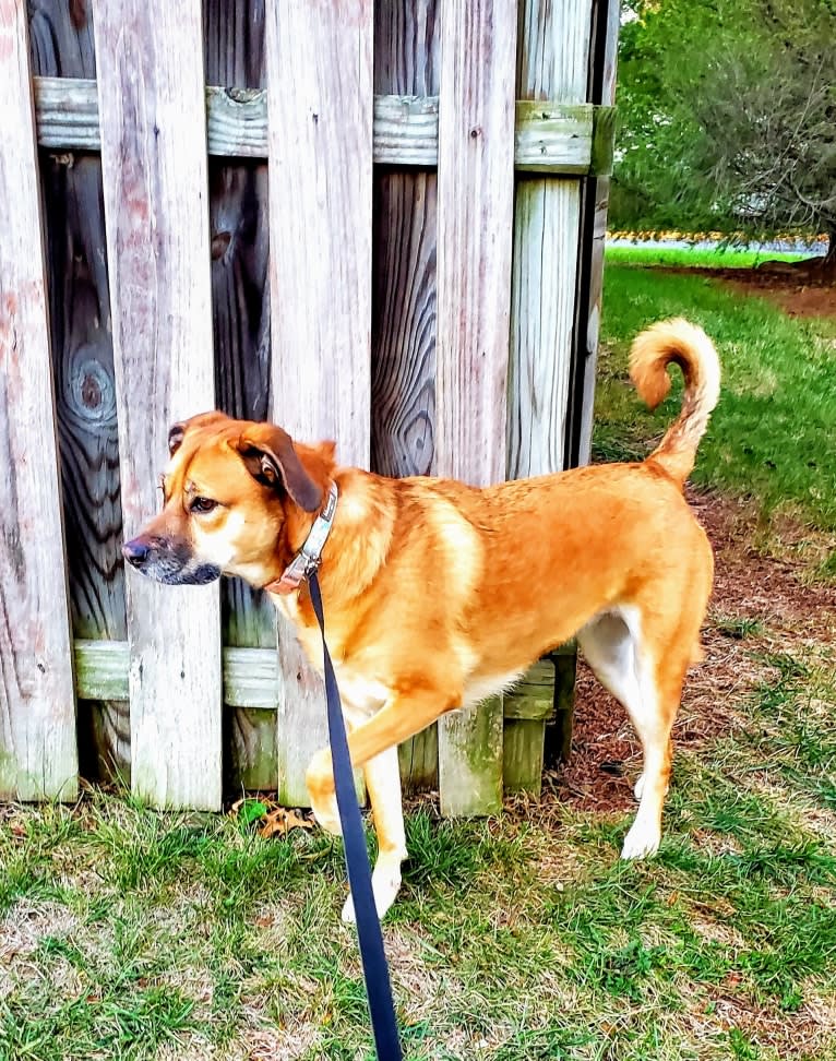 Maddie, an American Pit Bull Terrier and Boxer mix tested with EmbarkVet.com