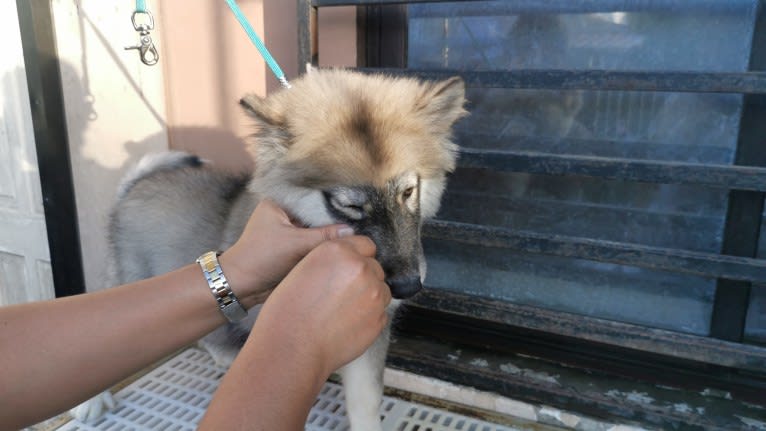 Mira, a Siberian Husky tested with EmbarkVet.com