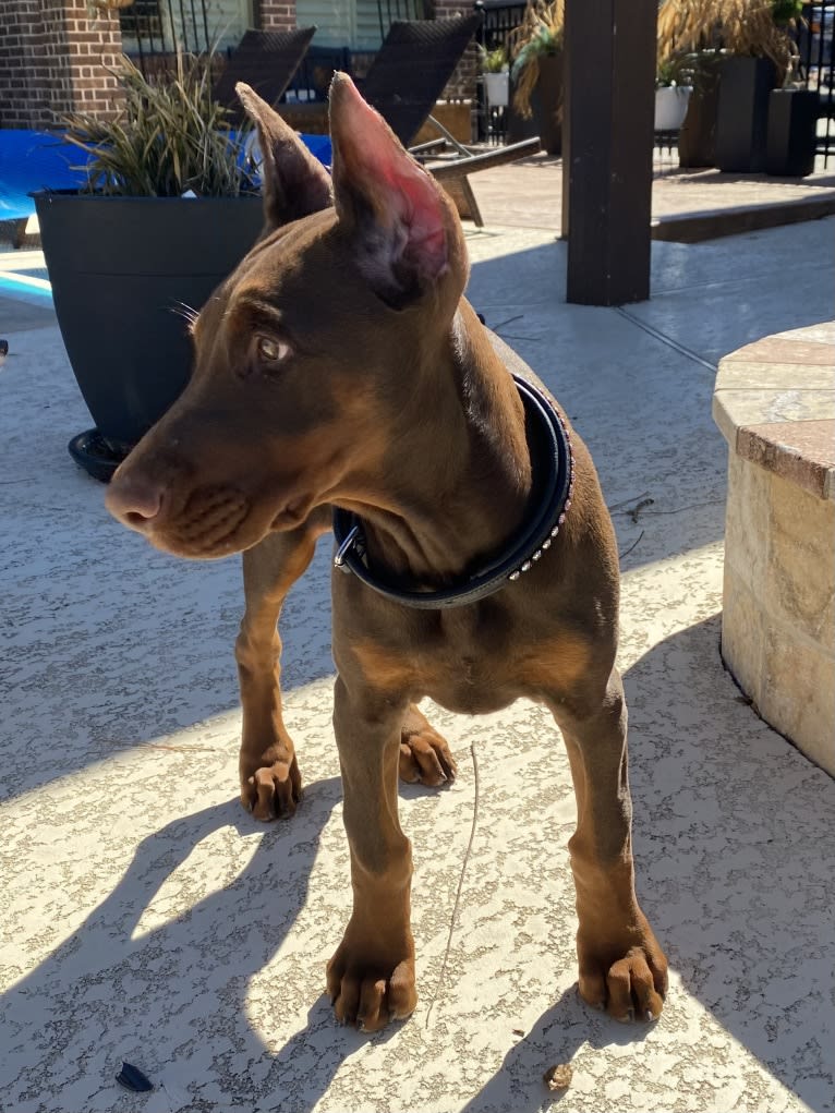 Gertie, a Doberman Pinscher tested with EmbarkVet.com