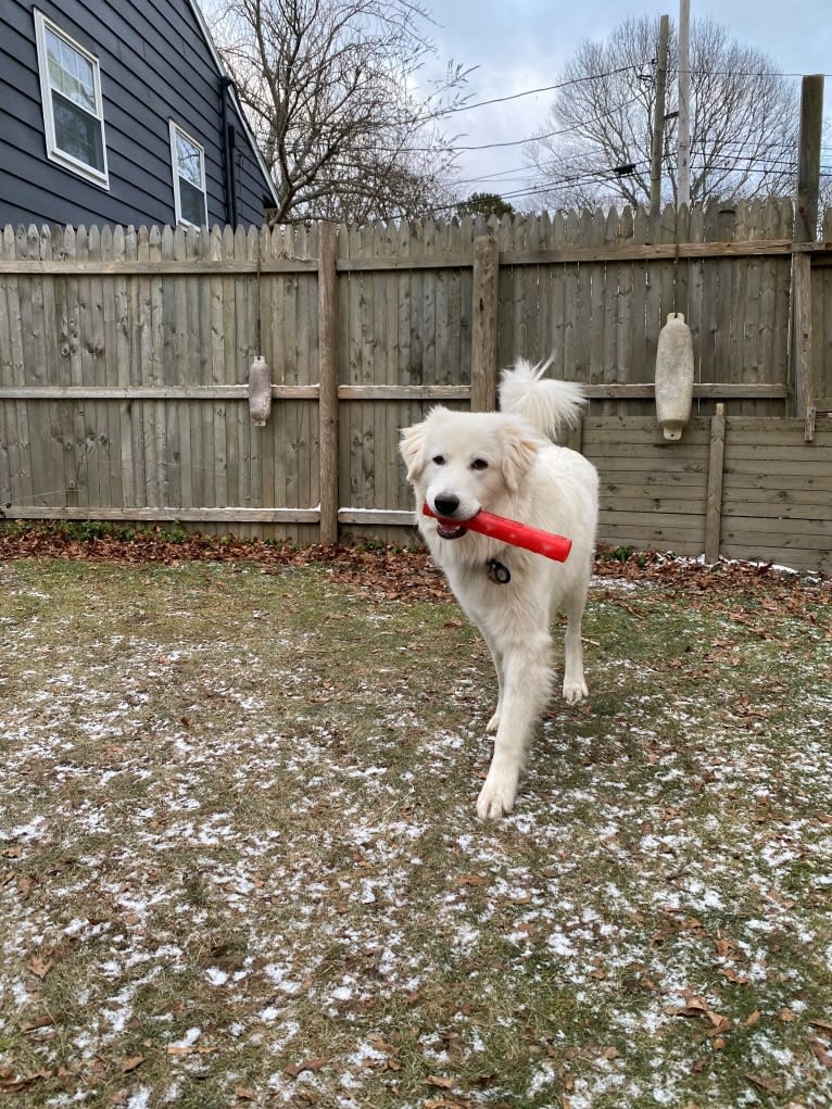 Tundra, a Great Pyrenees tested with EmbarkVet.com