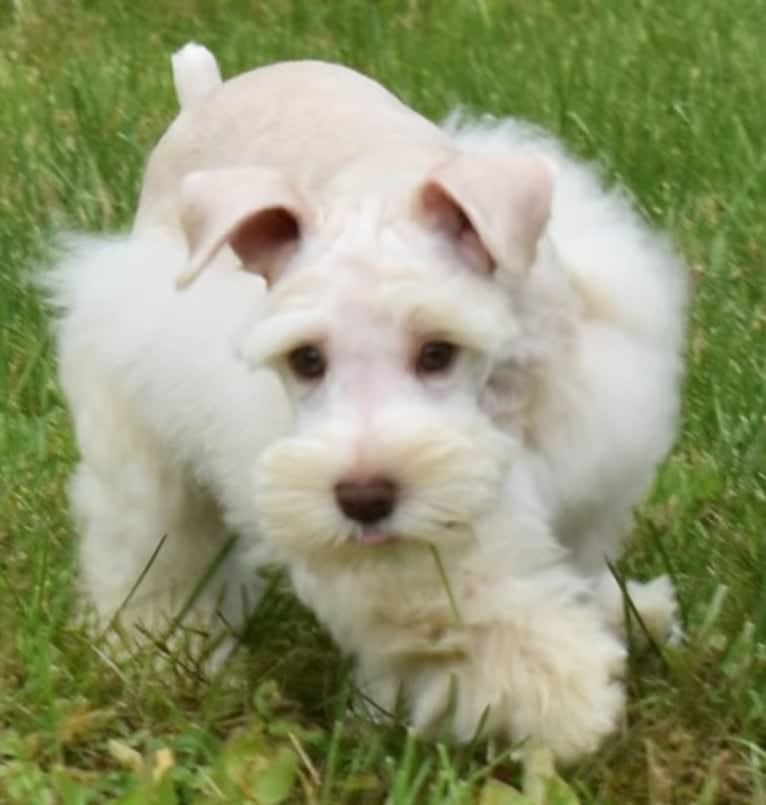 Piotr, a Miniature Schnauzer tested with EmbarkVet.com