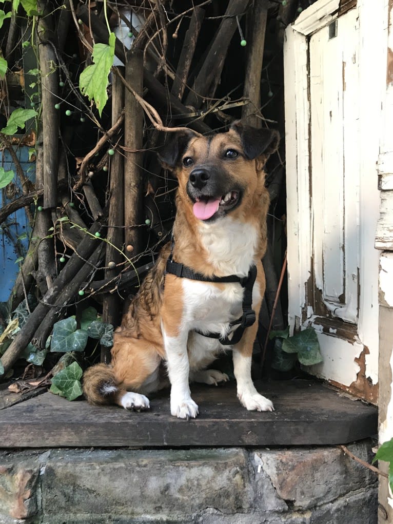 Nova, a Chihuahua and Dachshund mix tested with EmbarkVet.com