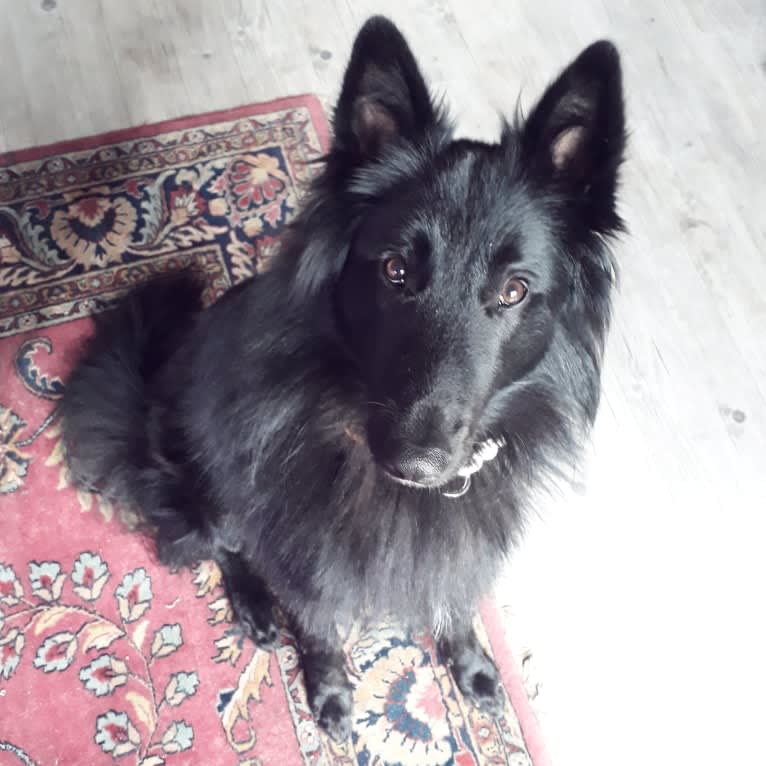 Minuit, a Belgian Shepherd tested with EmbarkVet.com