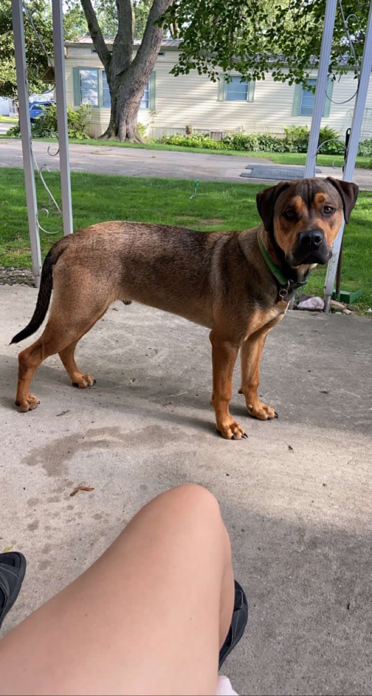 Lenny, a Rottweiler and American Pit Bull Terrier mix tested with EmbarkVet.com