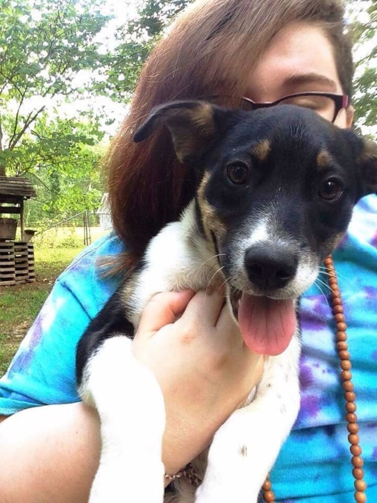 Gypsy, a Siberian Husky and American Pit Bull Terrier mix tested with EmbarkVet.com