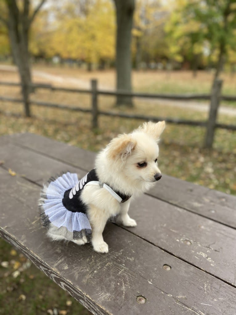 Lilith, a Pomeranian tested with EmbarkVet.com