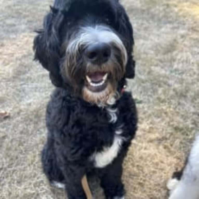 George, a Bernedoodle tested with EmbarkVet.com