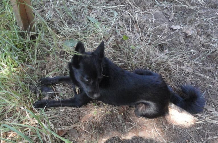 Renard, a Pomeranian and Russell-type Terrier mix tested with EmbarkVet.com