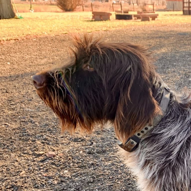 Luna, a Wirehaired Pointing Griffon tested with EmbarkVet.com