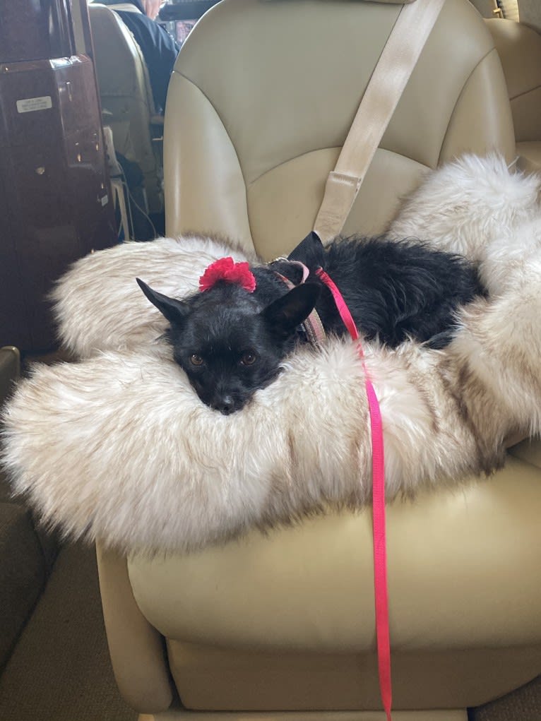 Ella Poppy, a Miniature Schnauzer and Chihuahua mix tested with EmbarkVet.com