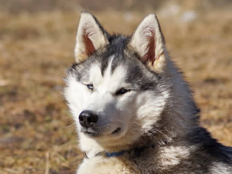Pamuk av Vargevass, a Siberian Husky tested with EmbarkVet.com
