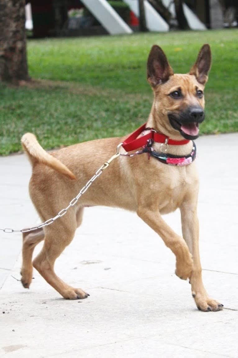 Coco, a Formosan Mountain Dog tested with EmbarkVet.com