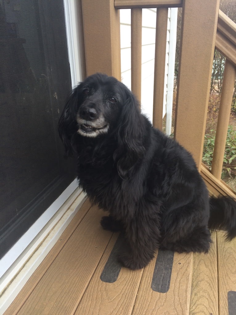 Apollo, a Poodle (Small) and Cocker Spaniel mix tested with EmbarkVet.com