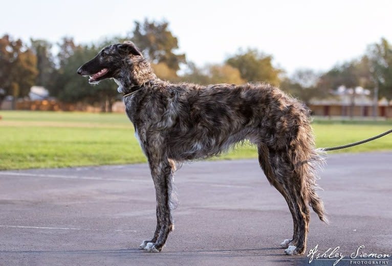 Fig, a Borzoi tested with EmbarkVet.com