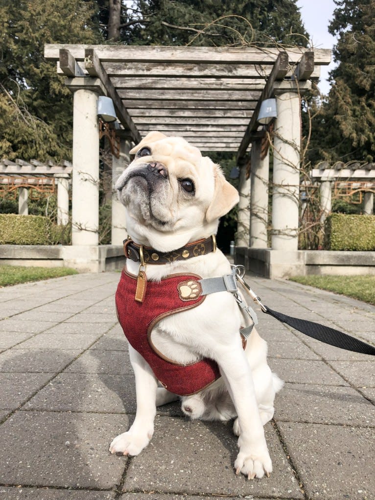 Po, a Pug tested with EmbarkVet.com