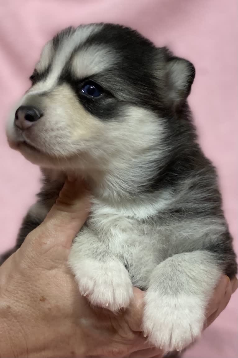 NIJA (Na•yah), a Pomsky tested with EmbarkVet.com